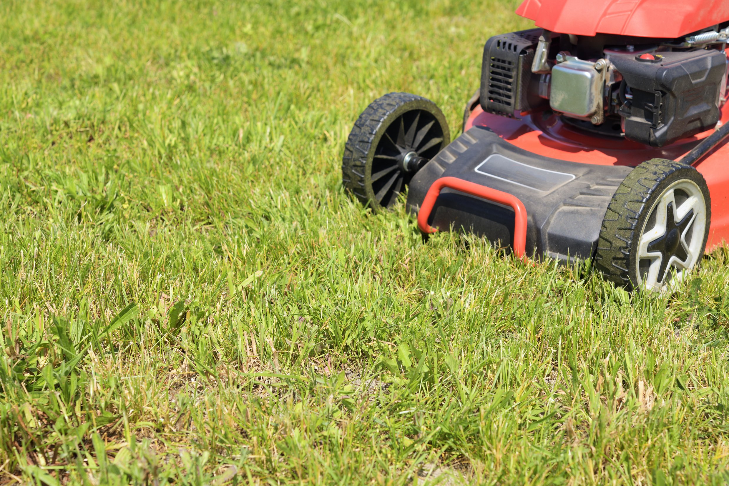 Lawn mower on cut grass. Mowing the grass.